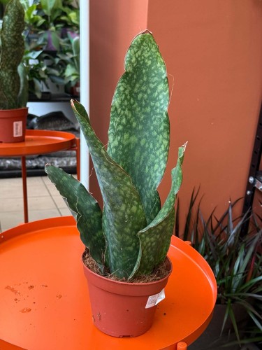 Sansevieria grandis | masoniana Sansevieria ŁOPATA falowana