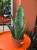 Sansevieria grandis | masoniana Sansevieria ŁOPATA falowana