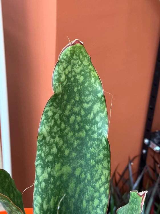Sansevieria grandis | masoniana Sansevieria ŁOPATA falowana