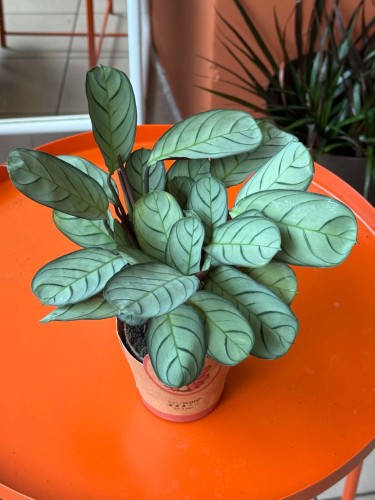 tenanthe burle-marxii amagris (1).jpg