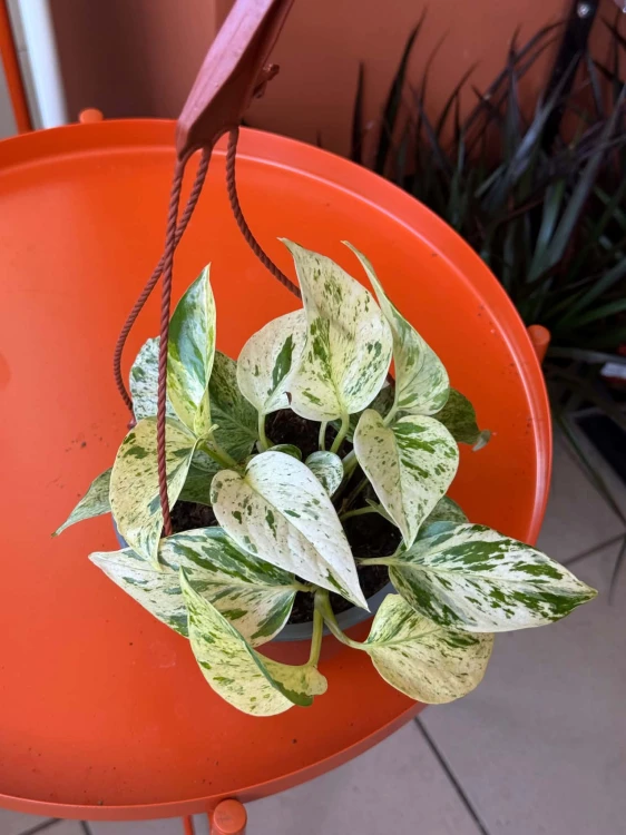 epipremnum snow (2).jpg