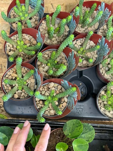 Wilczomlecz bezkolcowy / Euphorbia Inermis / Euphorbia inermis