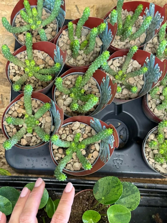 Wilczomlecz bezkolcowy / Euphorbia Inermis / Euphorbia inermis