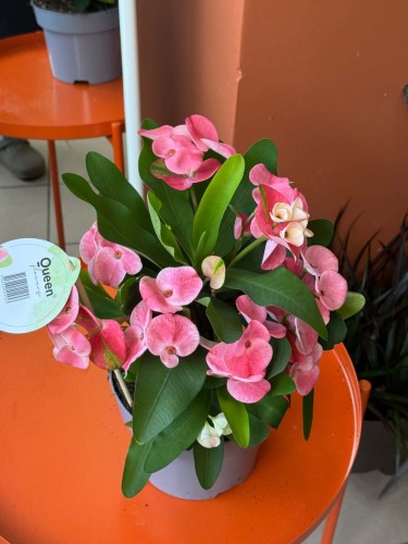 Euphorbia milii (2).jpg