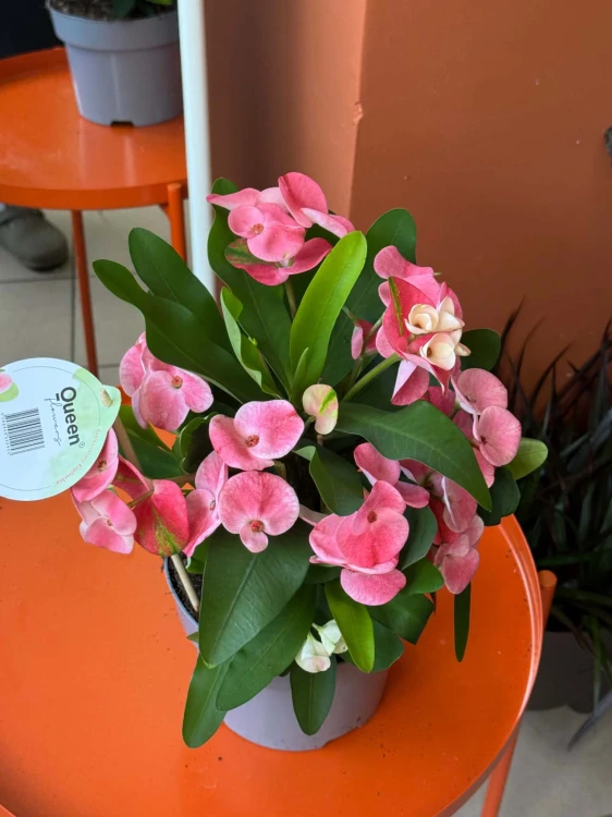 Euphorbia milii (2).jpg