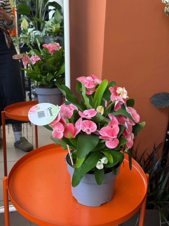 Euphorbia milii (3).jpg