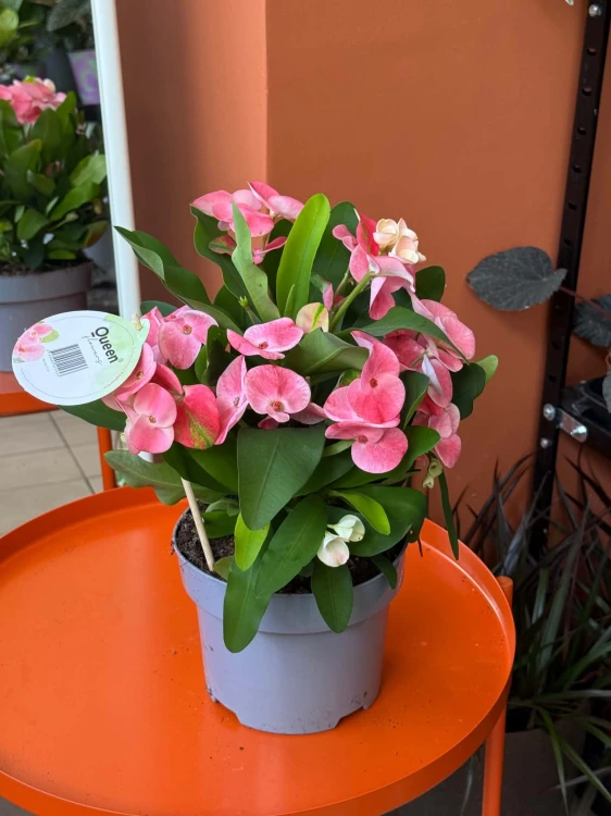 Euphorbia milii (4).jpg