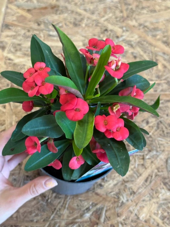 Euphorbia Milli Vulcano (2).jpg