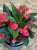 Euphorbia Milli Vulcano (1).jpg