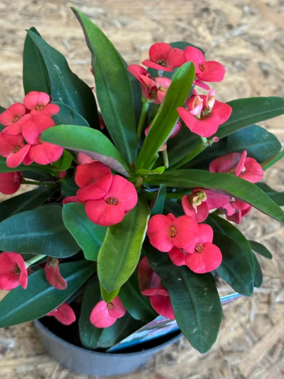 Euphorbia Milli Vulcano (1).jpg
