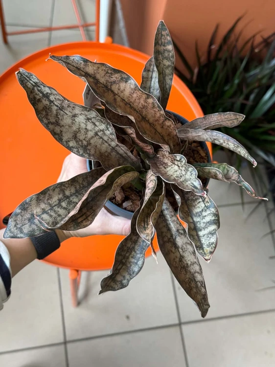 Wężownica miedziana  Sansevieria Kirkii Coppertone  Sansevieria kirkii 'Coppertone' (2).jpg