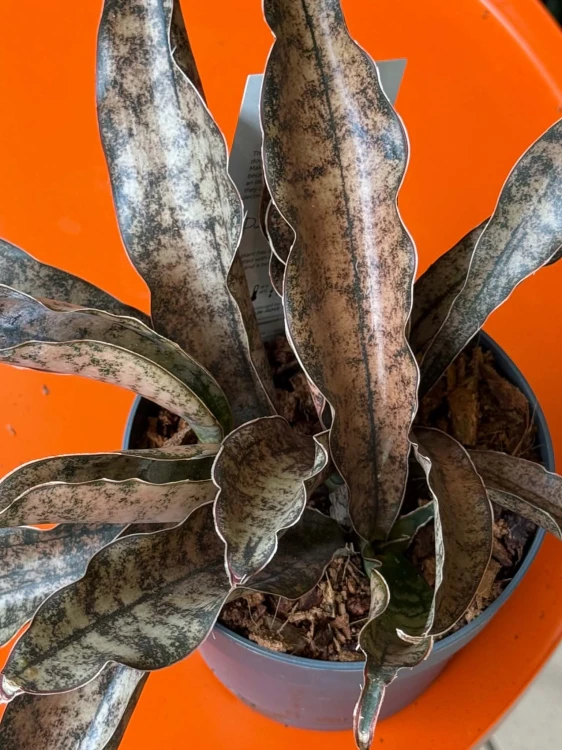 Wężownica miedziana  Sansevieria Kirkii Coppertone  Sansevieria kirkii 'Coppertone' (3).jpg