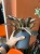 Wężownica miedziana  Sansevieria Kirkii Coppertone  Sansevieria kirkii 'Coppertone' (4).jpg
