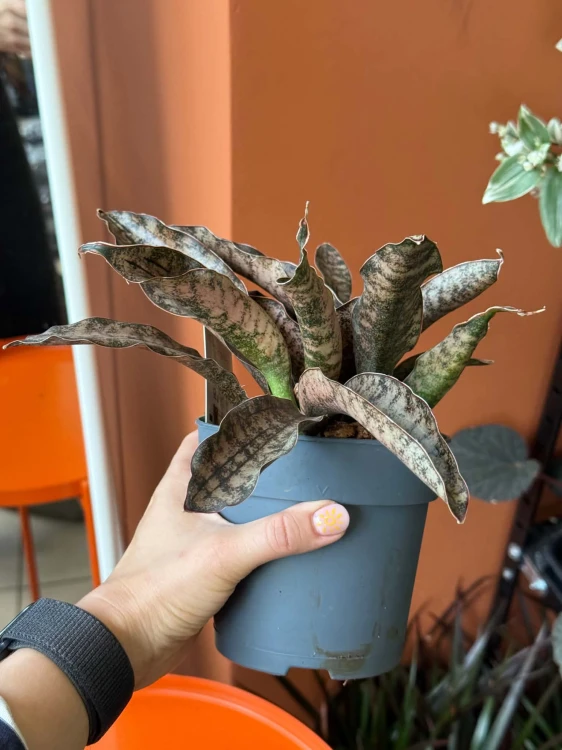 Wężownica miedziana  Sansevieria Kirkii Coppertone  Sansevieria kirkii 'Coppertone' (4).jpg