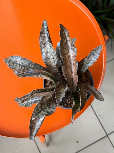 Wężownica miedziana  Sansevieria Kirkii Coppertone  Sansevieria kirkii 'Coppertone' (5).jpg