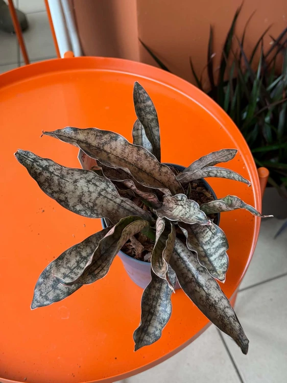 Wężownica miedziana  Sansevieria Kirkii Coppertone  Sansevieria kirkii 'Coppertone' (1).jpg