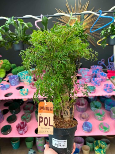 Aralia hawajska  Polyscias Hawaiiana Ming  Polyscias fruticosa 'Hawaiiana Ming (2).jpg