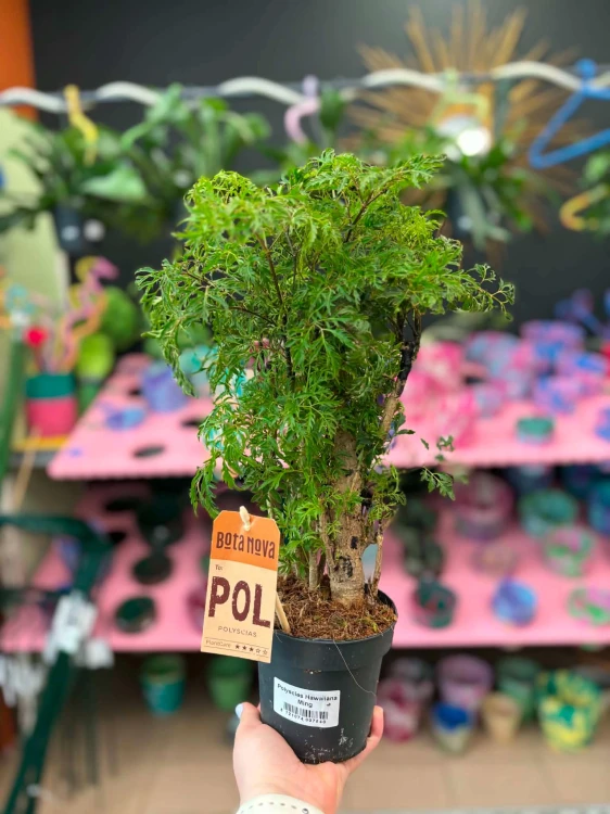 Aralia hawajska  Polyscias Hawaiiana Ming  Polyscias fruticosa 'Hawaiiana Ming (3).jpg