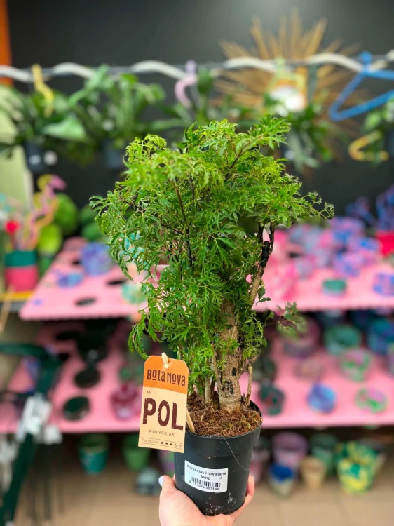Aralia hawajska  Polyscias Hawaiiana Ming  Polyscias fruticosa 'Hawaiiana Ming (4).jpg