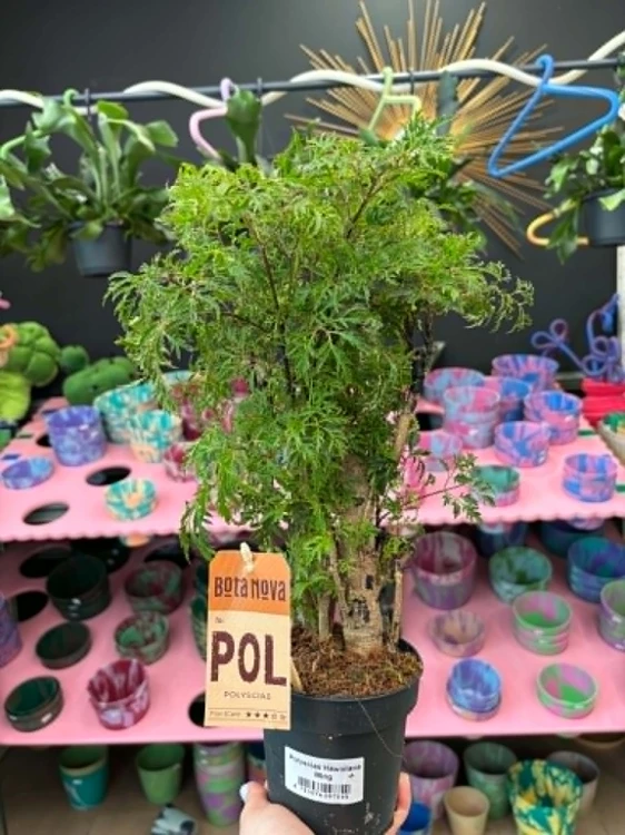 Aralia hawajska  Polyscias Hawaiiana Ming  Polyscias fruticosa 'Hawaiiana Ming (1).jpg
