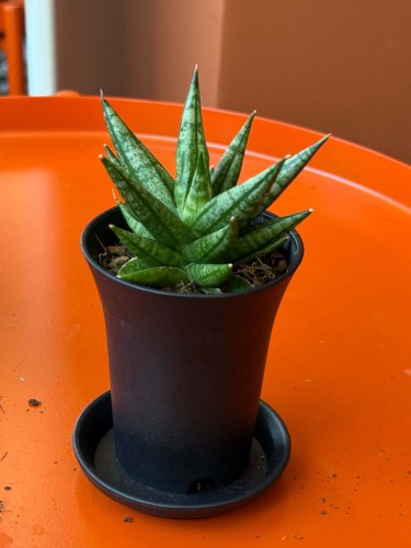 Sansevieria Inti Mini (2).jpg