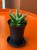 Sansevieria Inti Mini (2).jpg