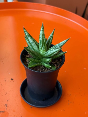 Sansevieria Inti Mini (1).jpg