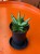 Sansevieria Inti Mini (1).jpg