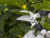 Herbgarden Garden Secateurs - sekator ogrodniczy