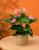 Anturium  Anthurium Joli  Anthuriu (1).png
