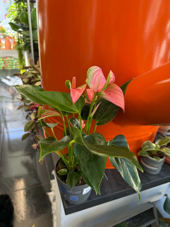 Anturium  Anthurium Joli  Anthuriu (2).jpg