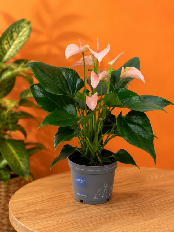 Anturium brzoskwiniowe  Anthurium Peach  Anthurium andraeanum 'Peach' (1).png