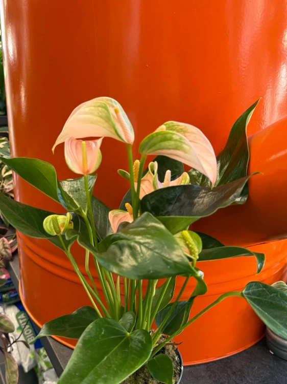 Anturium brzoskwiniowe  Anthurium Peach  Anthurium andraeanum 'Peach' (2).jpg