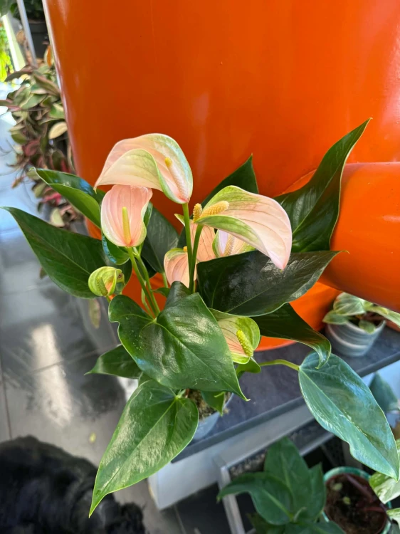 Anturium brzoskwiniowe  Anthurium Peach  Anthurium andraeanum 'Peach' (4).jpg