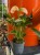 Anturium brzoskwiniowe  Anthurium Peach  Anthurium andraeanum 'Peach' (1).jpg