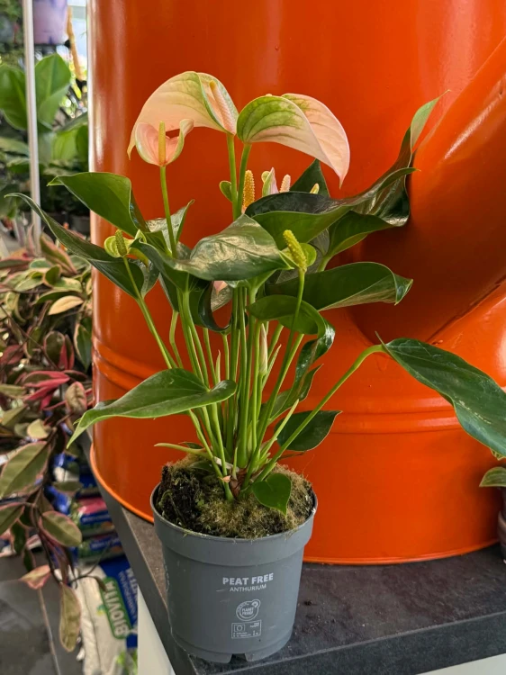 Anturium brzoskwiniowe  Anthurium Peach  Anthurium andraeanum 'Peach' (1).jpg