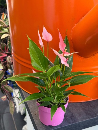 anthurium 'Lilli' DØ9cm różowa perełka (2).jpg