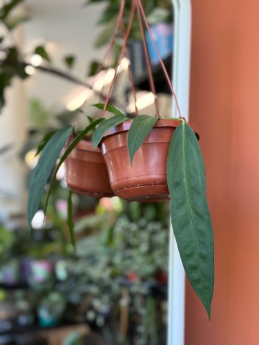 Anturium zwisające  Anthurium Wendlingeri  Anthurium wendlingeri (2).jpeg