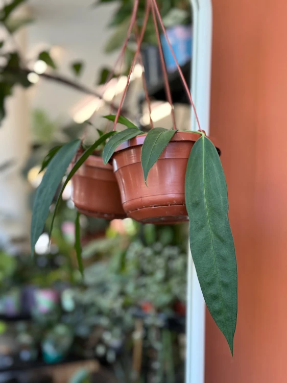 Anturium zwisające  Anthurium Wendlingeri  Anthurium wendlingeri (2).jpeg