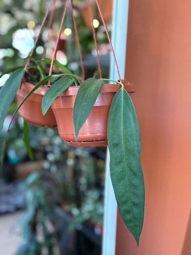 Anturium zwisające  Anthurium Wendlingeri  Anthurium wendlingeri (3).jpeg