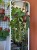 Anturium zwisające  Anthurium Wendlingeri  Anthurium wendlingeri (4).jpeg