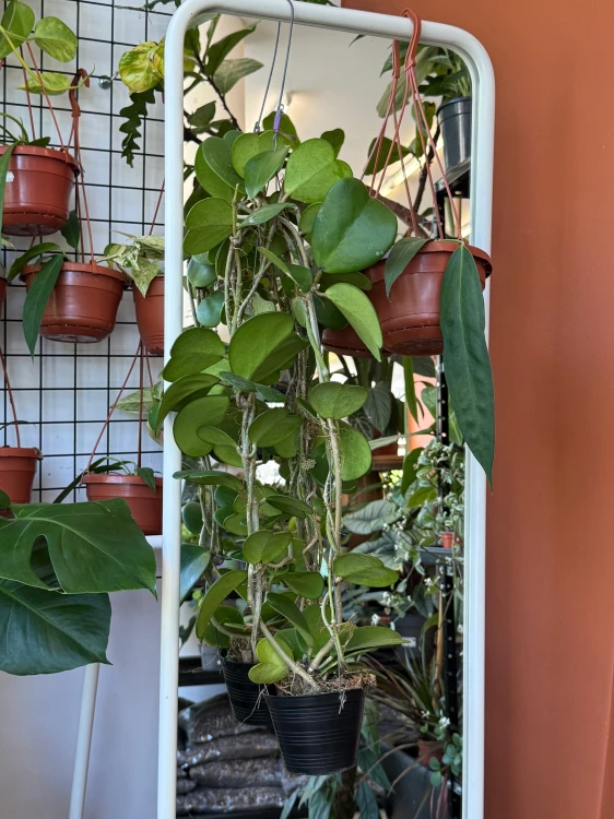 Anturium zwisające  Anthurium Wendlingeri  Anthurium wendlingeri (4).jpeg