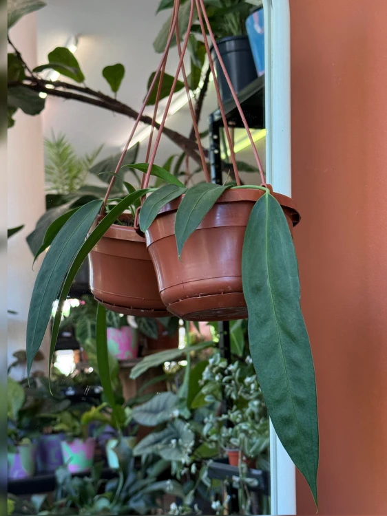 Anturium zwisające  Anthurium Wendlingeri  Anthurium wendlingeri (1).jpeg