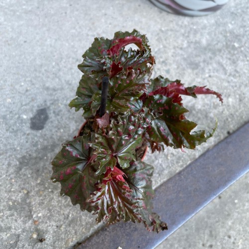 begonia serratipetala Angel Wing begonia bordowa (2).jpg