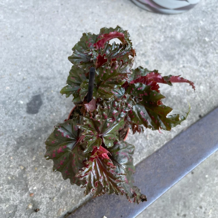 begonia serratipetala Angel Wing begonia bordowa (2).jpg