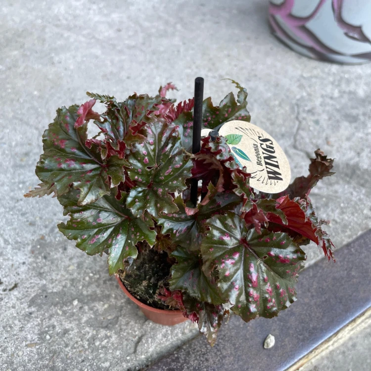 begonia serratipetala Angel Wing begonia bordowa (3).jpg