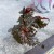 begonia serratipetala Angel Wing begonia bordowa (4).jpg
