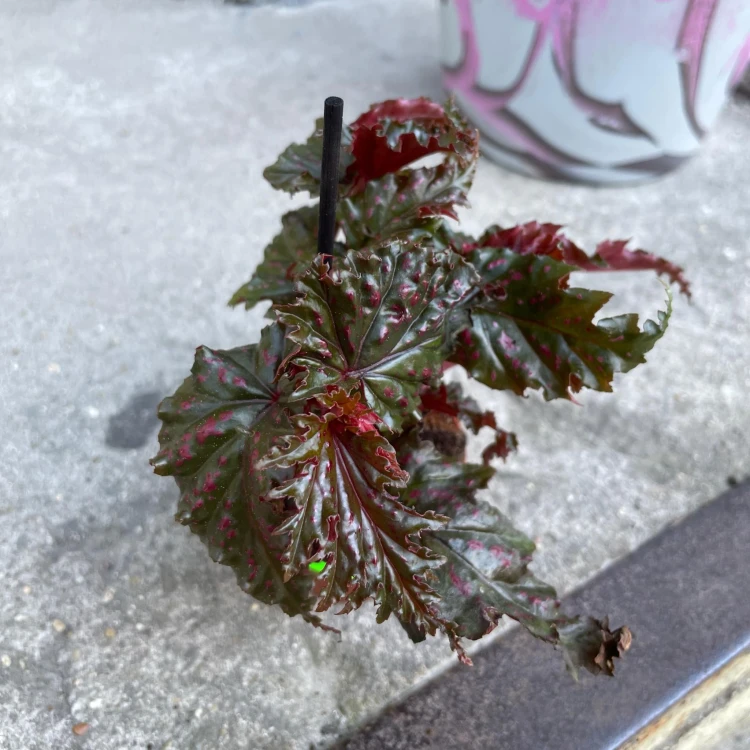 begonia serratipetala Angel Wing begonia bordowa (4).jpg