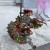 begonia serratipetala Angel Wing begonia bordowa (1).jpg