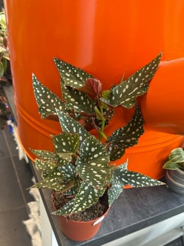 begonia maculata (5).jpg